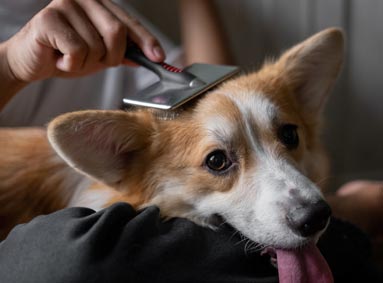 Welke borstel of kam moet ik voor mijn hond gebruiken?