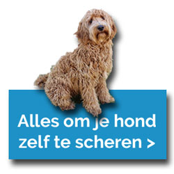 hond.jpg