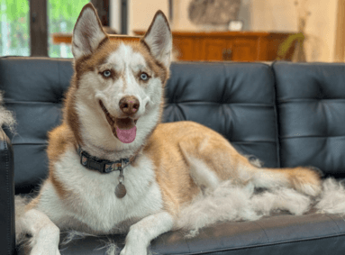Last van veel honden- en kattenharen in huis? Zo pak je het aan!