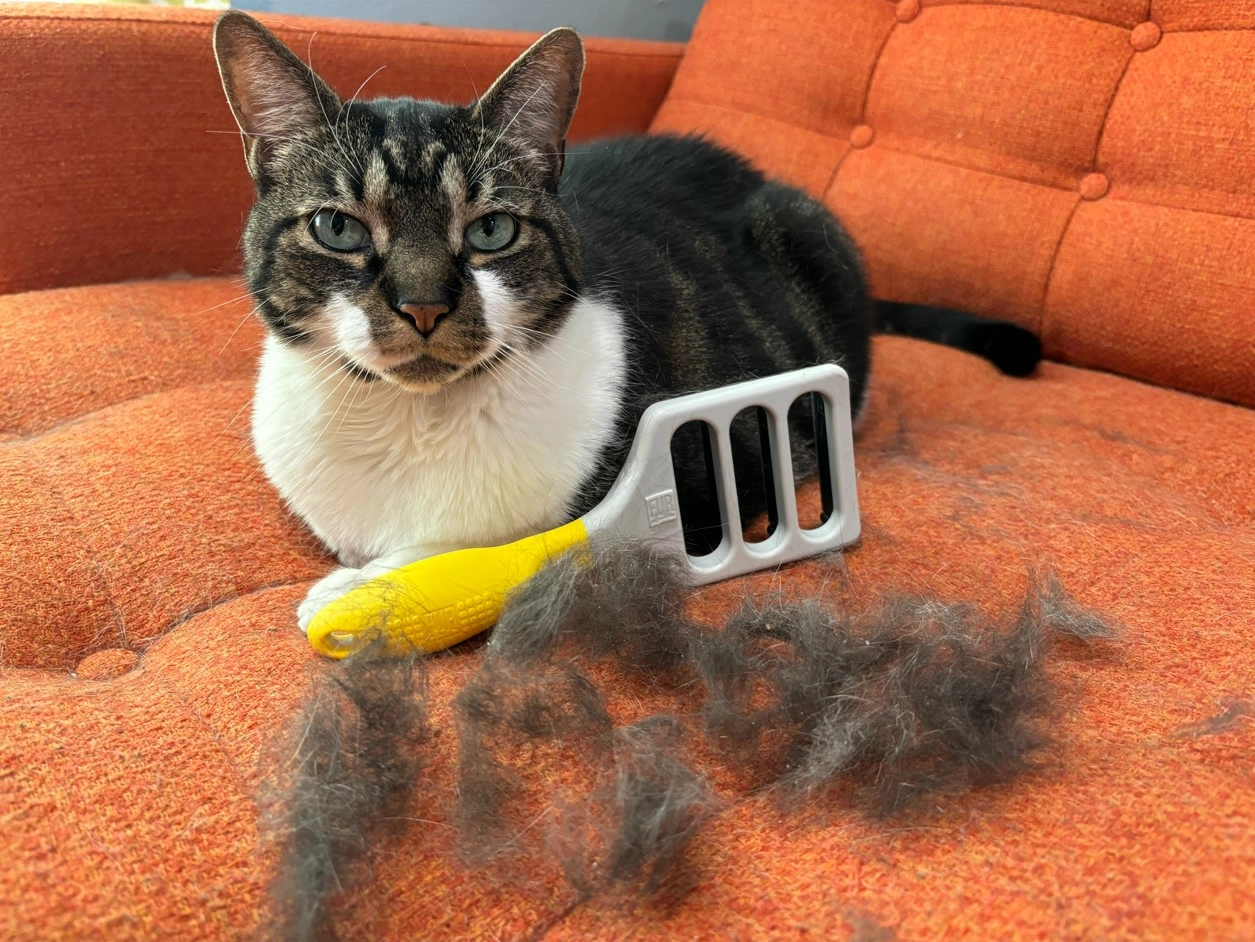 Hond met losse haren