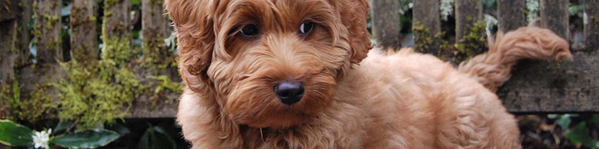 labradoodle-scheren-1920x480 labradoodle-scheren-1920x480
