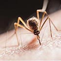 Bestrijding tegen muggen