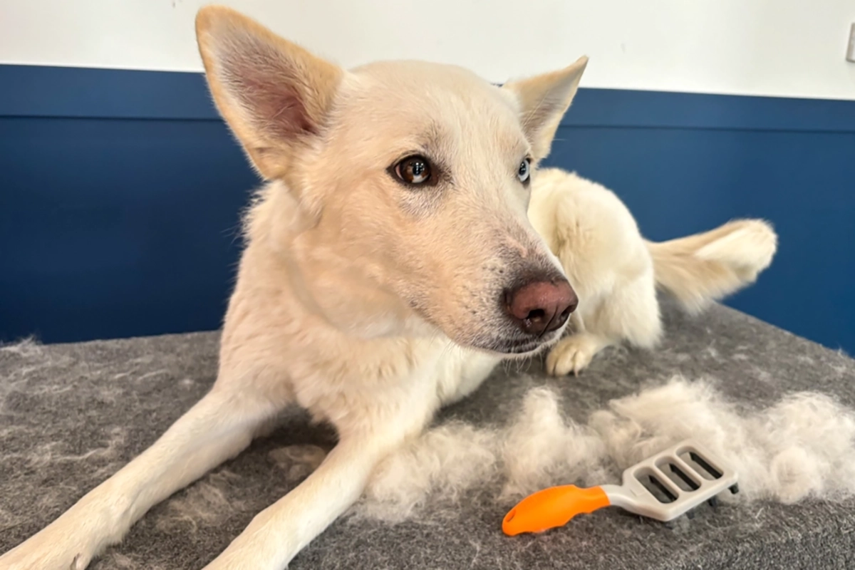 FUR4 deShedding Tool in gebruik