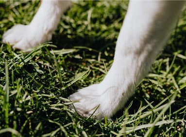 Nagelschaar of vijl, wat is het best voor je hond zijn nagels.