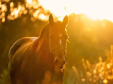 Checklist: Wat heb je nodig om een paard te scheren