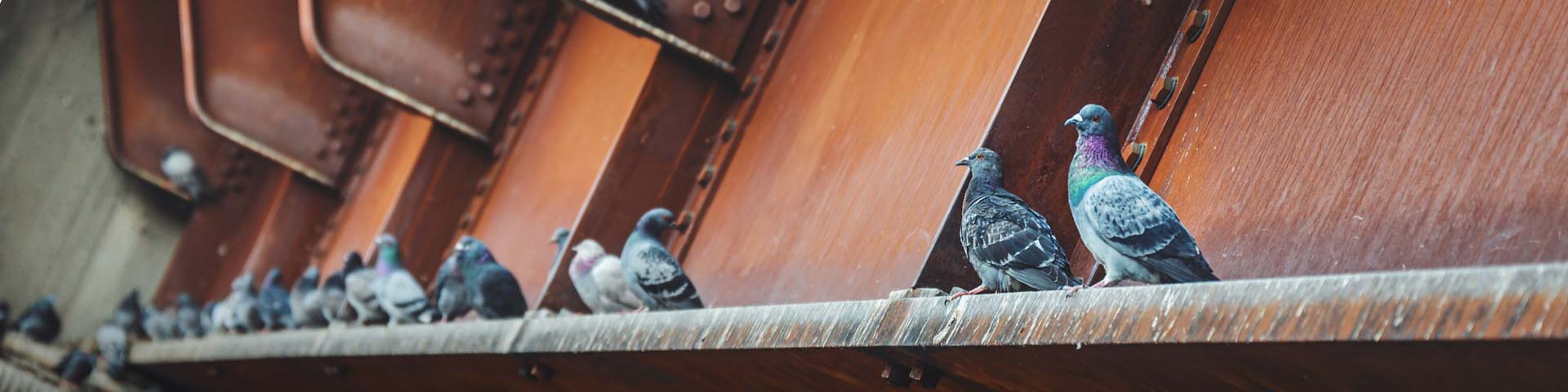 begin-met-vogels-verjagen-1920x480