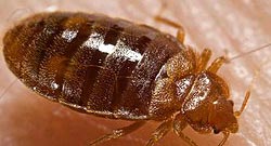 Bedwantsen Category Bedwantsen