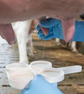 Mastitis bij koeien testen