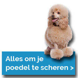 Alles voor het scheren van je poedel