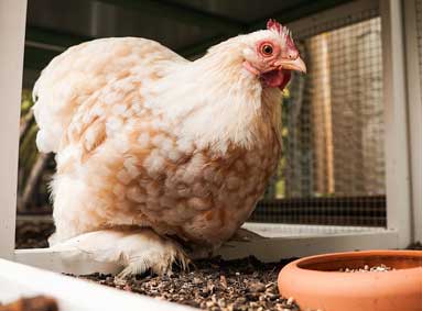 Muizen en ratten rond je kippenhok? Zo kom je ervan af!