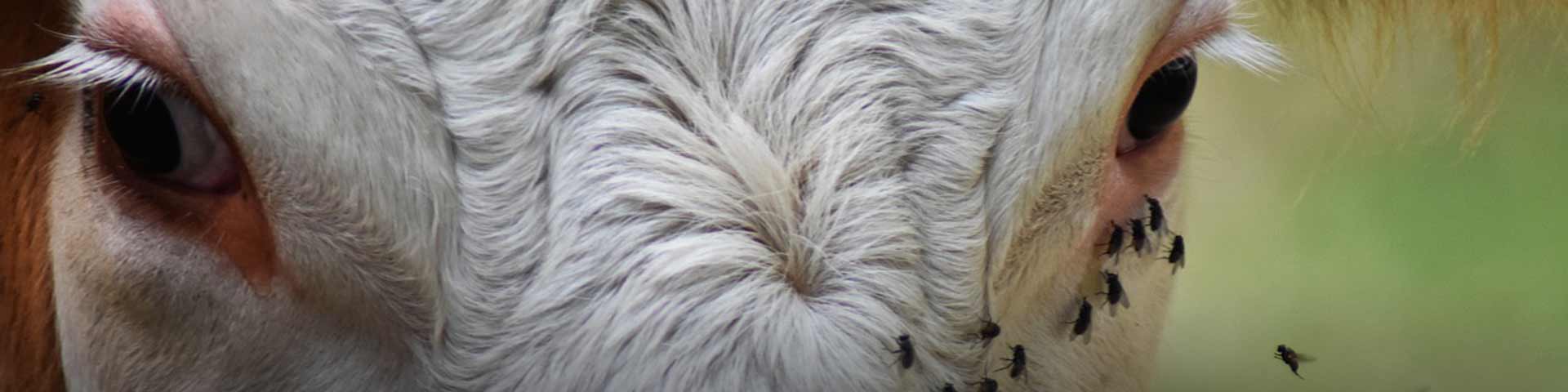 stalvliegen-1920x480 stalvliegen-1920x480