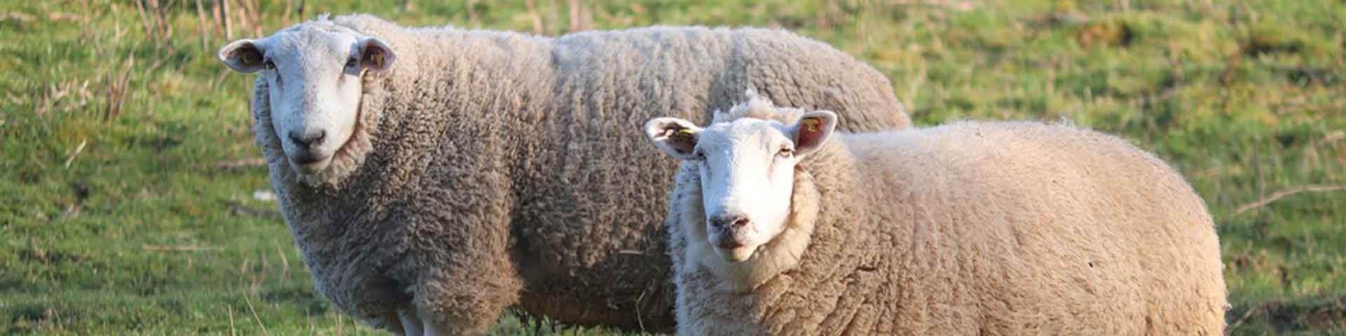 schapen-1920x480