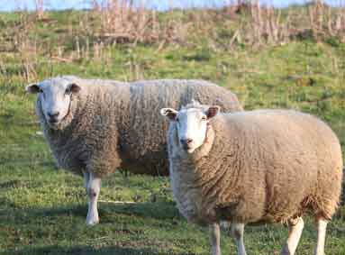 Prolaps lijfbieden bij schapen en geiten