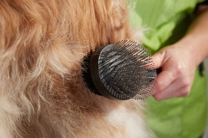 hondenhaar-300x200.jpg