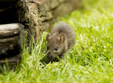 Zo voorkom je dat muizen en ratten bij je intrekken