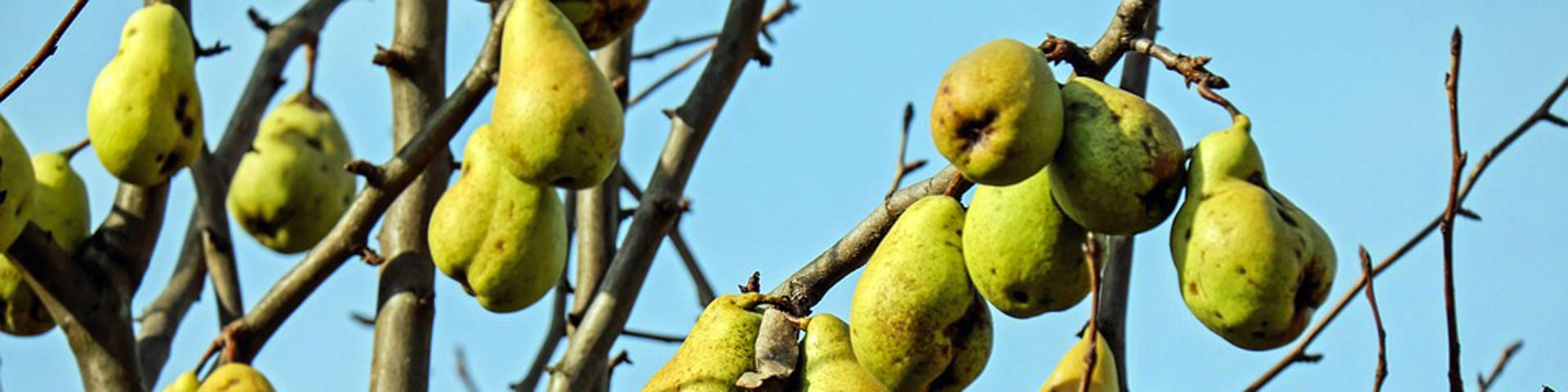 perenboom-1920x480 perenboom-1920x480