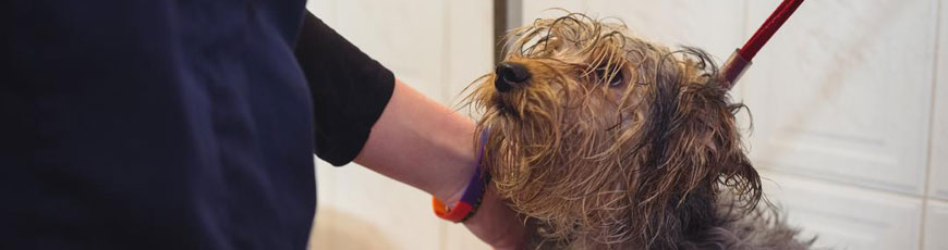 hond-vertrouwen-trimmen.jpg
