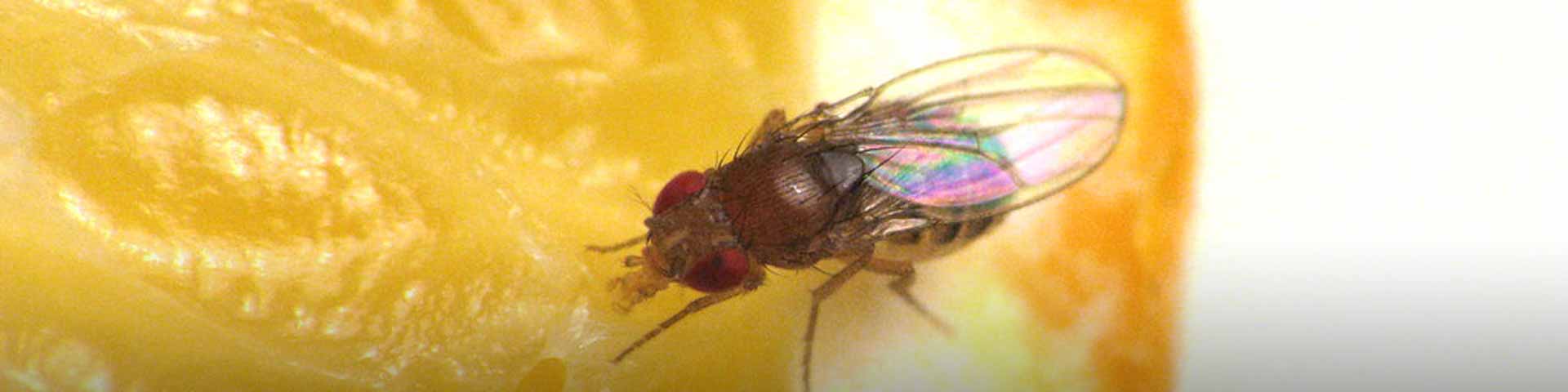 insecten-bestrijden-1920x480 insecten-bestrijden-1920x480