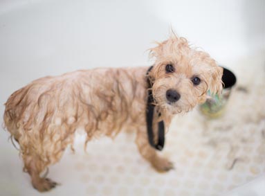 De vacht van je hond drogen